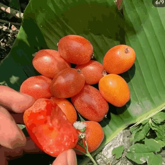 Buddha lantern fruit